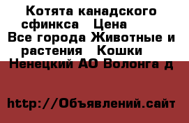 Котята канадского сфинкса › Цена ­ 15 - Все города Животные и растения » Кошки   . Ненецкий АО,Волонга д.